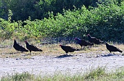 Cathartes aura Urubu a tete rouge DSC_1861_tn